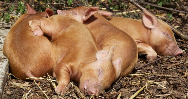 Slideshow: Zoo babies! Dublin Zoo marks productive month with host of new arrivals