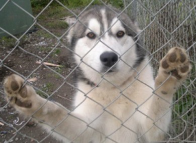 Kanute, the husky who was recovered safe and well