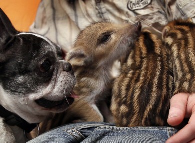 Baby the bulldog with the wild boar piglets at their home in Germany.