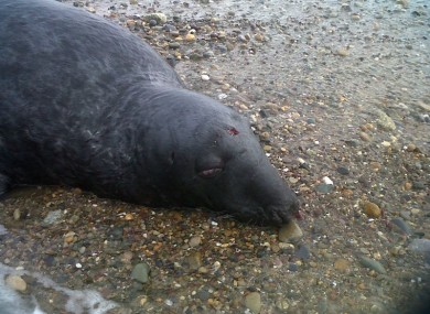 One of the injured seals at Tramore Beach