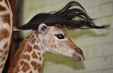 It’s Friday, so here’s a slideshow of baby giraffes from around the world