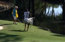WATCH: Caddie takes on an alligator at the 15th hole of the RBC Heritage