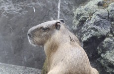 It’s Friday, so here’s a slideshow of capybaras from around the world