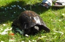 He’s back! Rathgar tortoise returns home