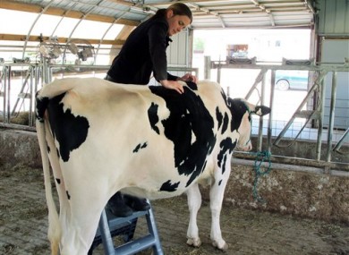 'Lucky' the cow getting a full spinal massage
