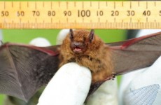 Bat experts gather in Dublin Castle to discuss ‘hot topics’