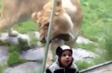 How not to… video your child at the zoo