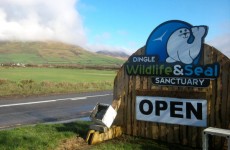 Gardaí investigate after seals’ heads nailed to sanctuary gates in Dingle (pics)