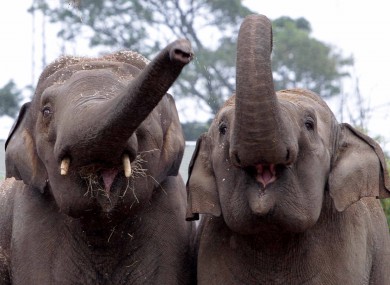 Upali, the new elephant at Dublin Zoo, who arrived during the week.