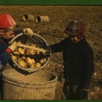 Schools didn't open until potatoes were harvested!