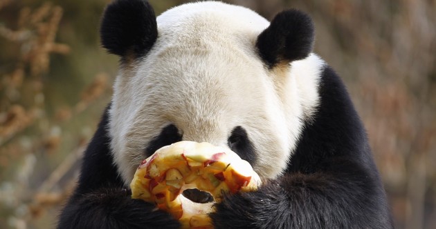 It’s Friday! So here’s a slideshow of pandas from around the world