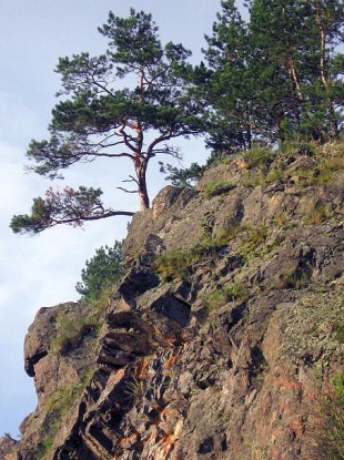 A file photo of woods in the Ural mountains, where the 250 abandoned embryos were found at the weekend.