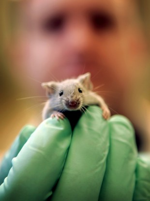 File image of a laboratory mouse
