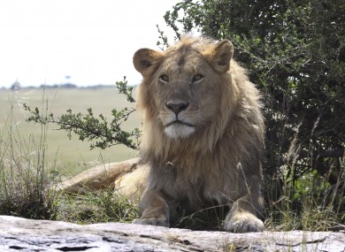 A lion, not in Essex