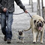 Darren Hamilton from North Wall, Dublin, walks his three-year-old pug Roxy and three-year-old English Mastiff Leon along the River Liffey. Photo: Mark Stedman/Photocall Ireland