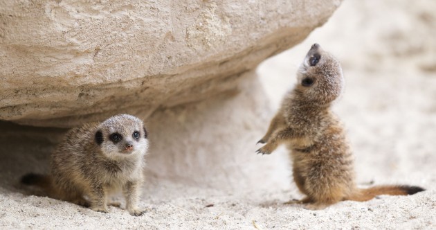 Meet Dublin Zoo’s latest additions: Meerkat Pups