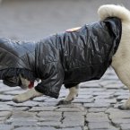 Well, this one probably likes its outfit as it is keeping it warm in Germany on a cold winter day last February. (AP Photo/Martin Meissner)