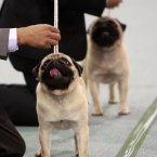 Handlers prepare their pugs for competition at the opening of the three-day 2012 Federation Cynologique Internationale (FCI) Asia and the Pacific Section Dog Show. (AP Photo/Bullit Marquez)