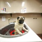 Dermot tries to climb out of the bathtub in the Dog Spa at the Pennsylvania Hotel. (AP Photo/Mary Altaffer)