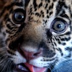 Still helping. (AP Photo/Thanassis Stavrakis)