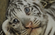 Thai man nabbed with 16 tiger cubs in truck