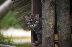 What’s a Fishing Cat cub? This is a Fishing Cat cub