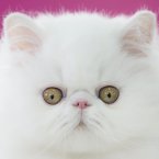 Persian kittens help productivity (AP Photo/Vadim Ghirda)