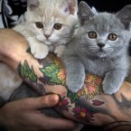 Kittens help productivity. Jury is still out on tattoos though. (AP Photo/Vadim Ghirda)