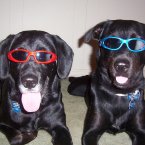 PacDog/Flickr