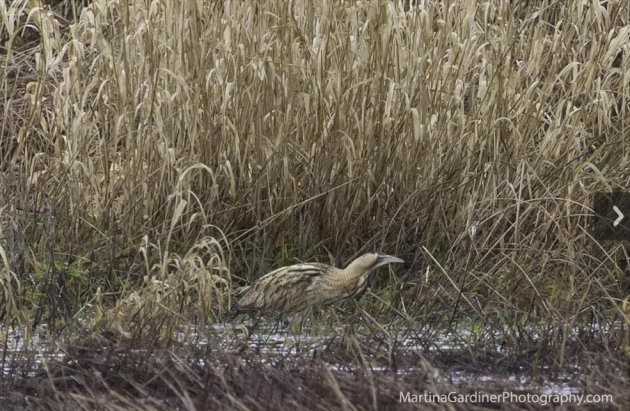 Bittern Bird