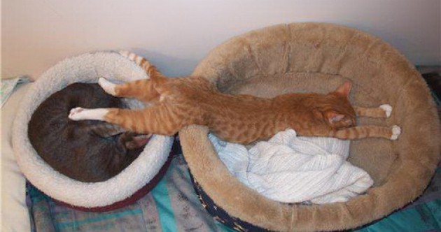 Before you go to bed… check these guys out