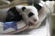 It’s #ShareASmile week so here are some things to make you smile