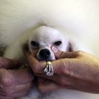 Angel, a 2-year-old Toy Poodle from Houston, Texas (AP Photo/Mary Altaffer)