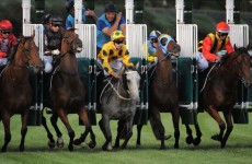 Another trainer admits steroid use on horses