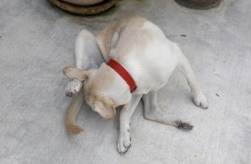 How can you tell if you’re a dog person?