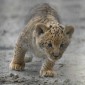 This is a liliger – three quarters lion, one quarter tiger 