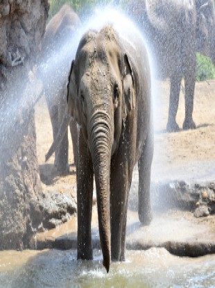 An elephant at Dublin Zoo is hosed down to keep cool in the hot weather