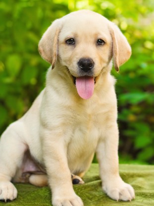 Labrador dog.